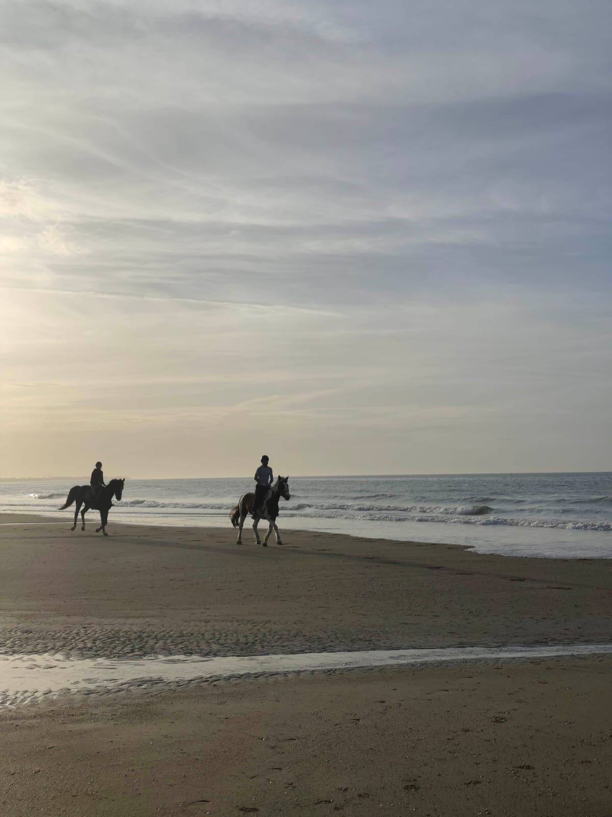 Cours d'équitation et stage en carrière