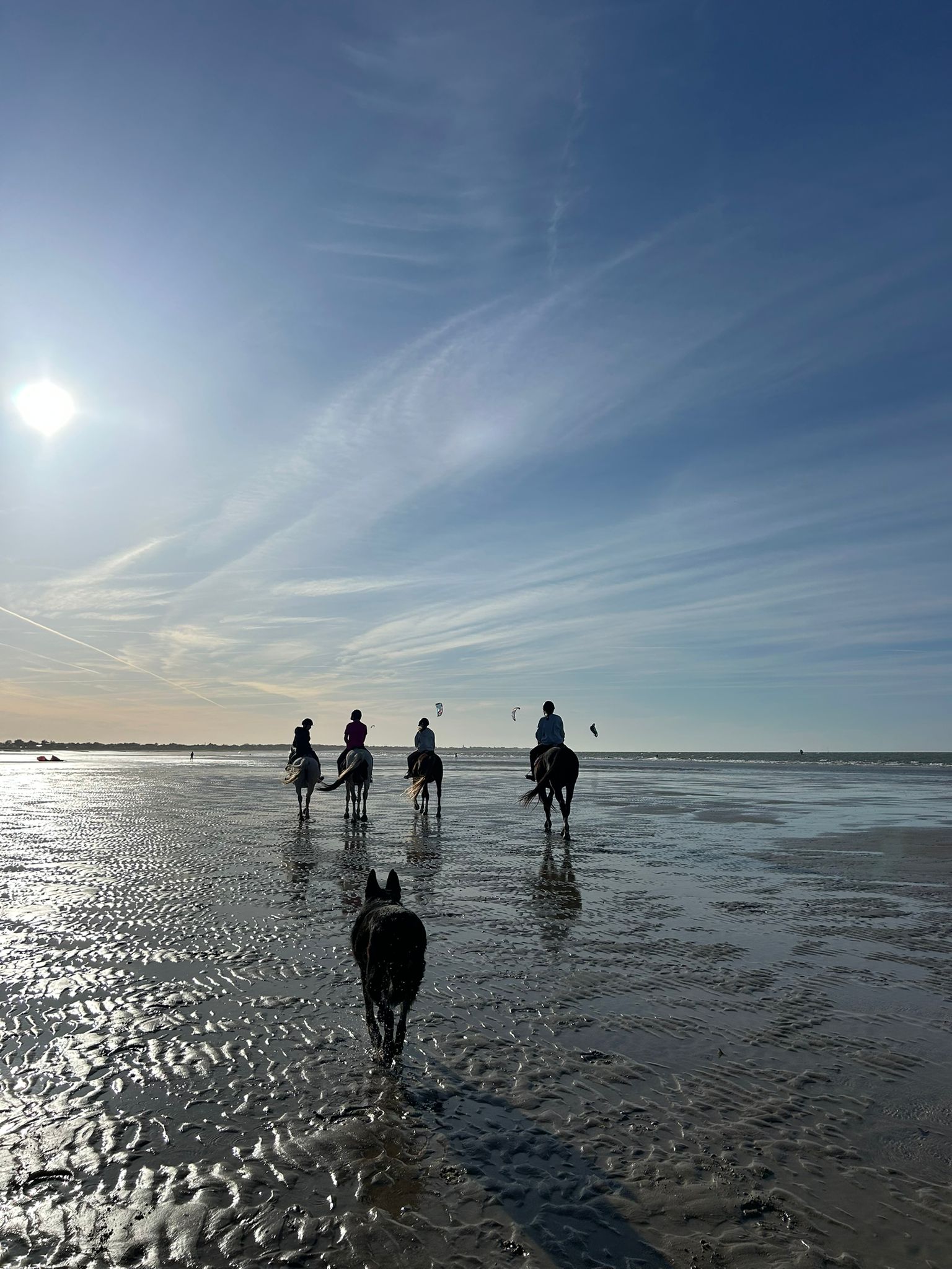 Chevaux du club sur la plage